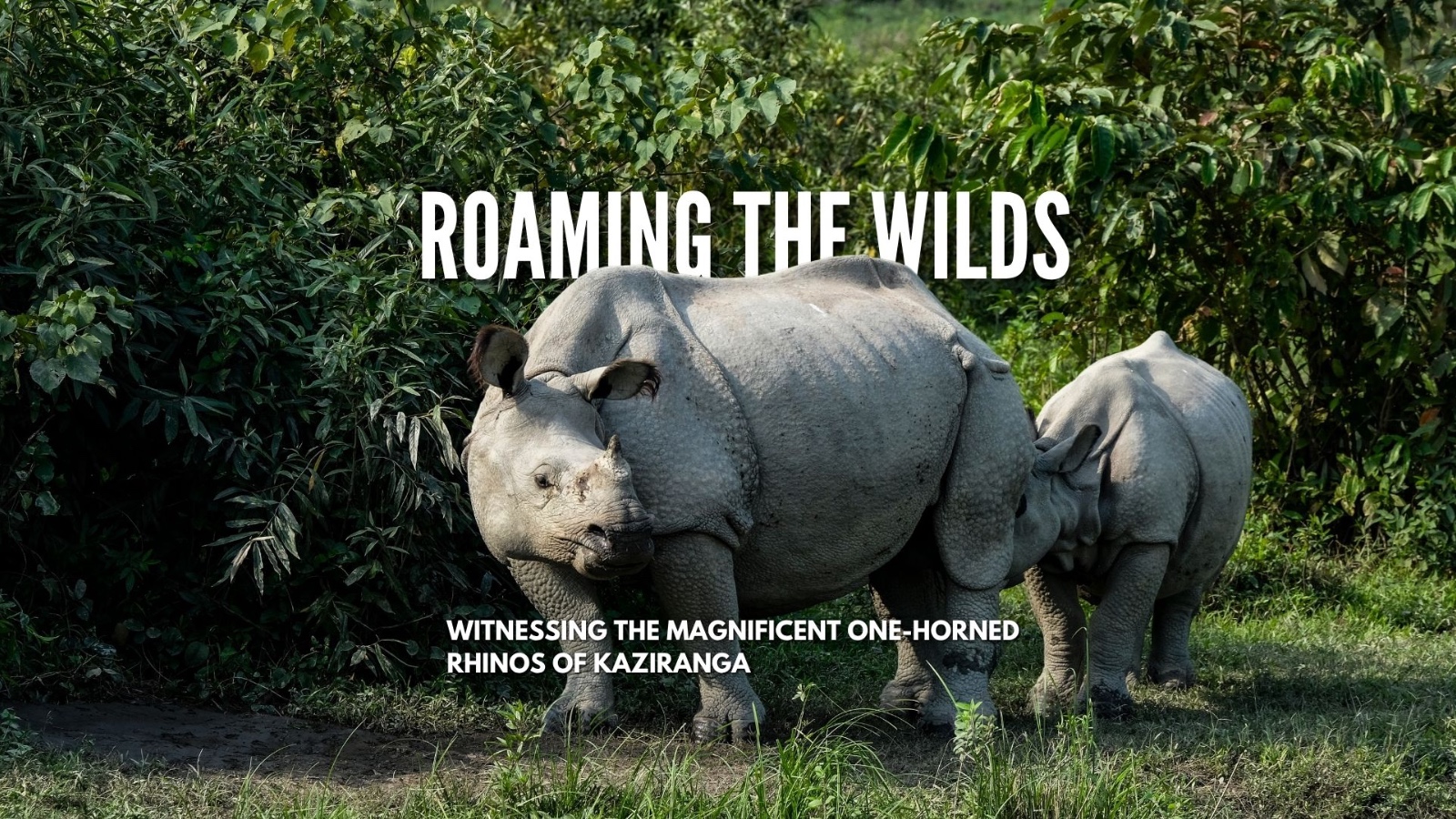 Kaziranga